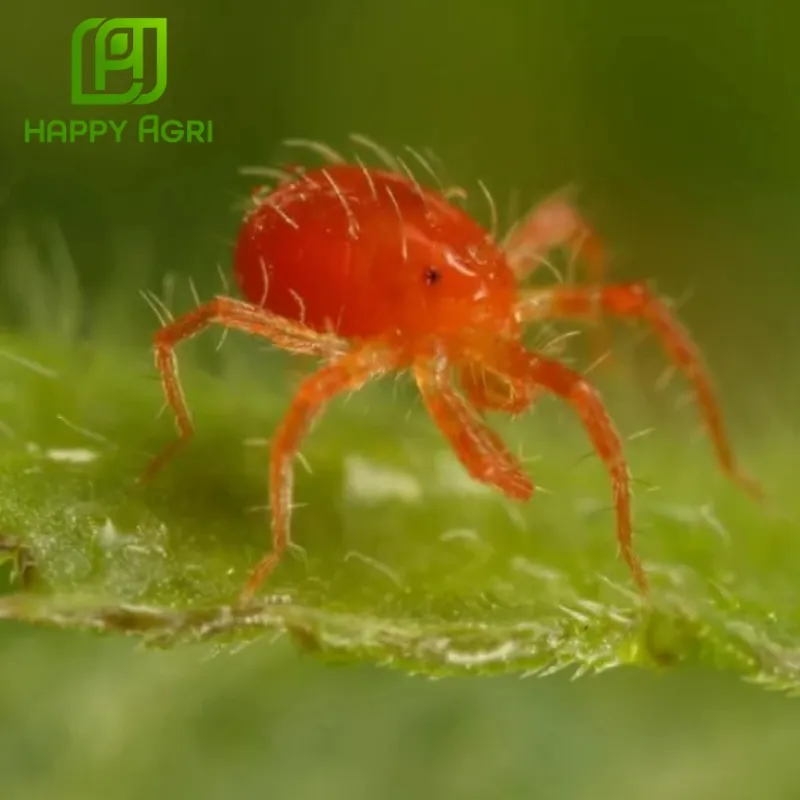 ưu điểm của thuốc trừ sâu nhện bipimai 150ec