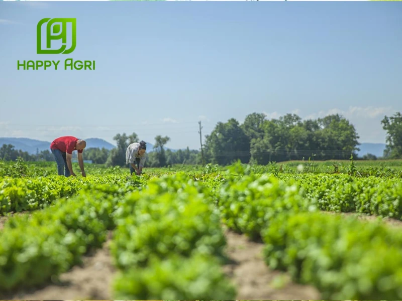 biện pháp phòng trừ sâu bệnh mùa mưa