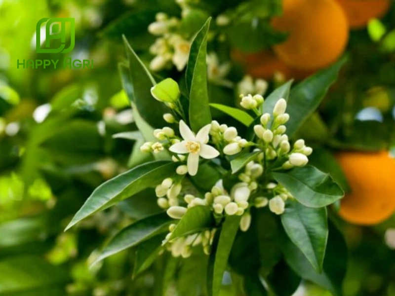 kỹ thuật trồng và chăm sóc cây có múi