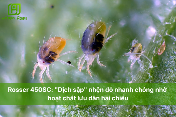 Rosser 450SC: "Dịch sập" nhện đỏ nhanh chóng nhờ hoạt chất lưu dẫn hai chiều.