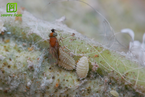 Sự thật về "pháo đài" kiên cố của trứng rệp sáp