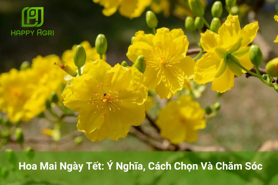 Hoa Mai Ngày Tết: Ý Nghĩa, Cách Chọn Và Chăm Sóc