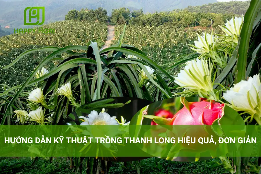 # Hướng Dẫn Kỹ Thuật Trồng Thanh Long Hiệu Quả, Đơn Giản