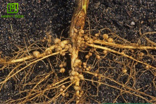  Công dụng của thuốc trừ sâu LASKA 30CS Hiệu KHẮC TRÙNG SINH