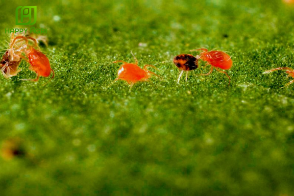 Câu hỏi thường gặp