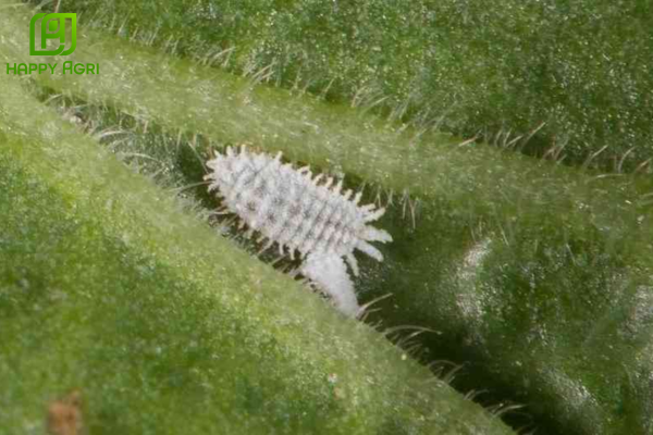 Rệp sáp là gì? "Sát thủ" ẩn mình trong chùm bông