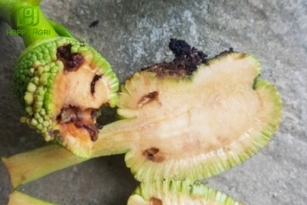 Mối liên hệ nguy hiểm giữa sâu đục quả và hiện tượng xì mủ, xơ đen