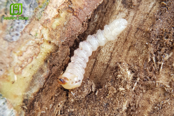 Cơ chế lưu dẫn hai chiều: Bí quyết diệt sâu tận gốc