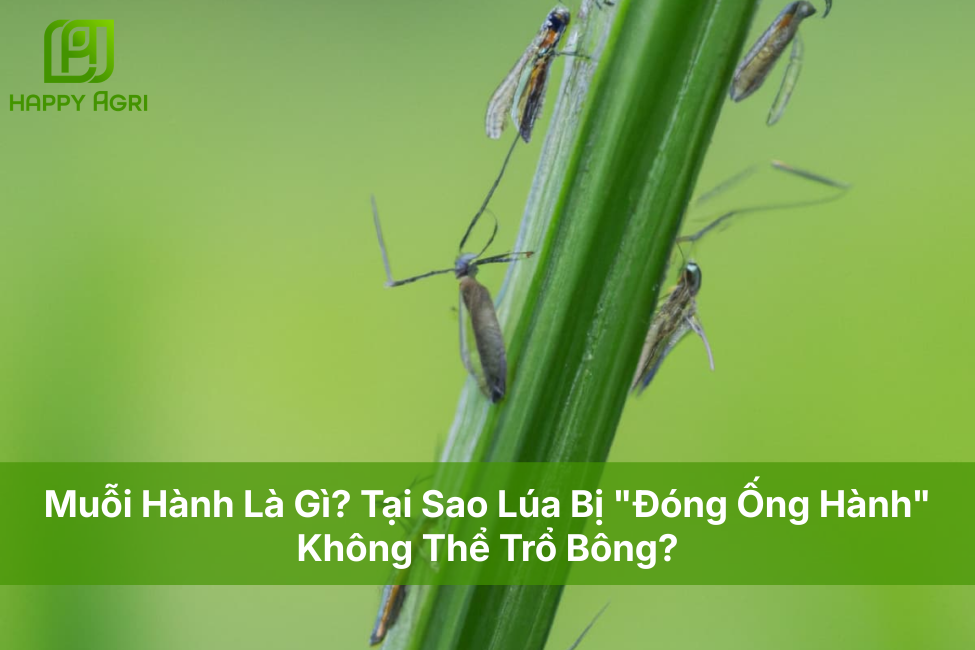 Muỗi Hành Là Gì? Tại Sao Lúa Bị "Đóng Ống Hành" Không Thể Trổ Bông?