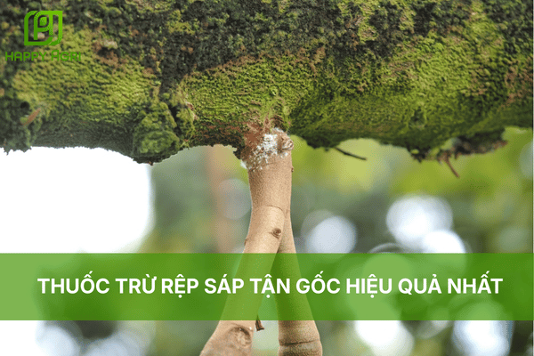 THUỐC TRỪ RỆP SÁP TẬN GỐC HIỆU QUẢ NHẤT