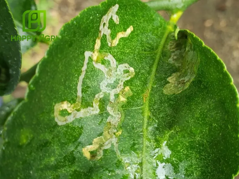 spirotetramat