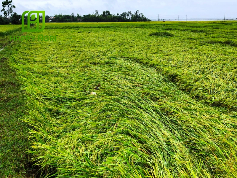 Kết hợp của 3 loại phân bón giúp lúa mùa mưa đạt năng suất hơn