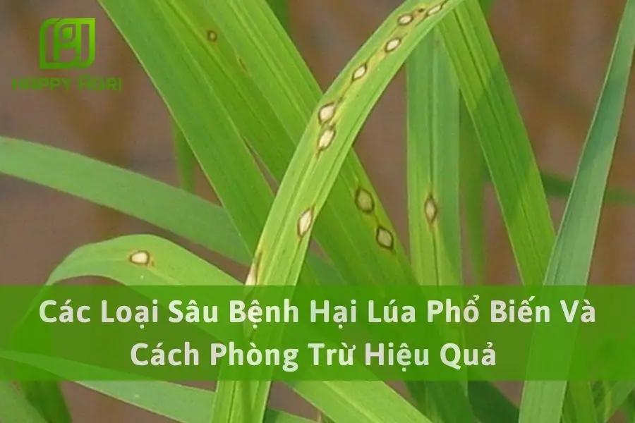 Các Loại Sâu Bệnh Hại Lúa Phổ Biến Và Cách Phòng Trừ Hiệu Quả 