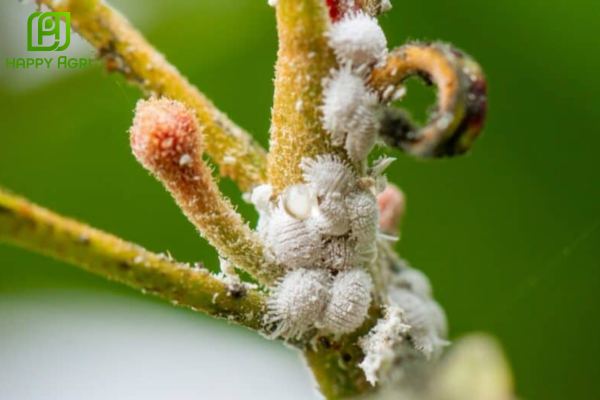 Tại sao rệp sáp cà phê bùng phát mạnh vào mùa khô?