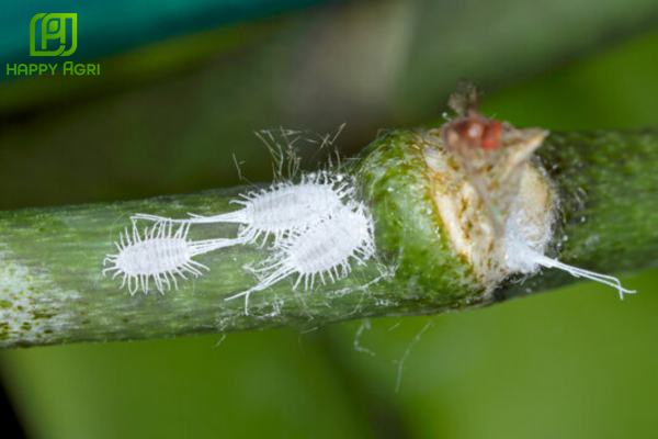 Top các hoạt chất tiêu biểu trong cách diệt rệp sáp xuyên thấu