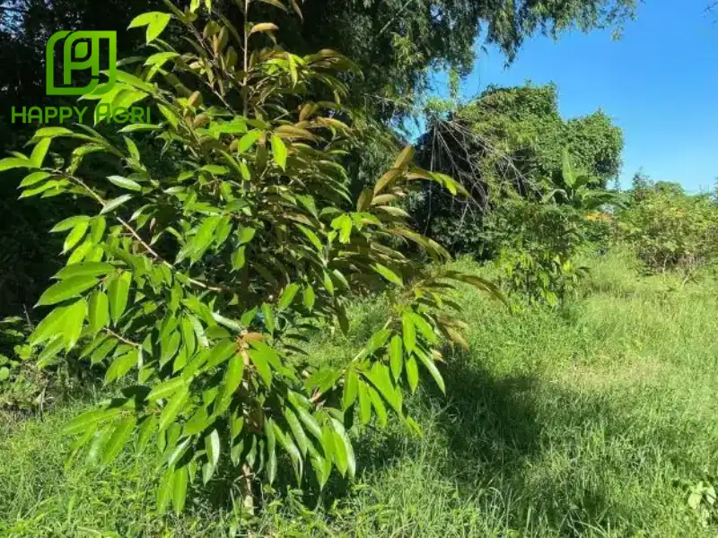 cách chăm sóc sầu riêng 1 năm tuổi