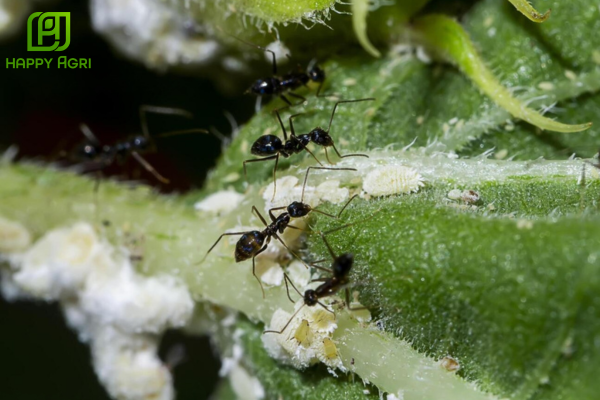 Sự hiện diện của "Liên minh" Kiến: Dấu hiệu dự báo sớm nhất