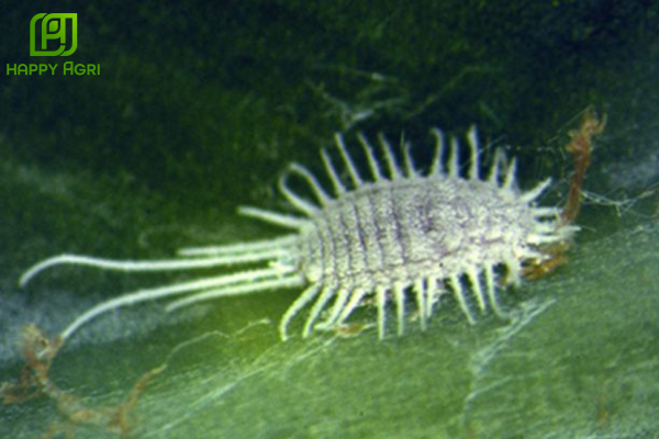 Các triệu chứng gây hại điển hình trên bông sầu riêng