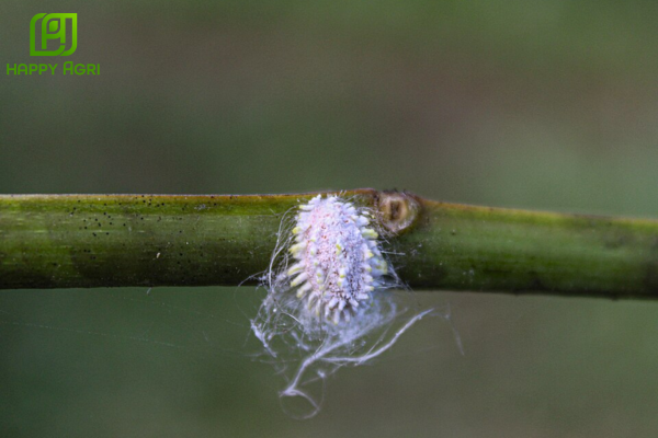 Cơ chế gây hại: Sát thủ thầm lặng trong vườn