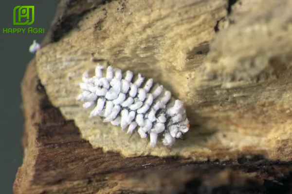 Chiến lược quản lý rệp sáp dựa trên vòng đời