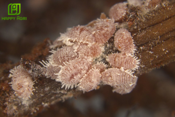 Rệp sáp cà phê là gì? Liên minh sinh tồn dưới lòng đất