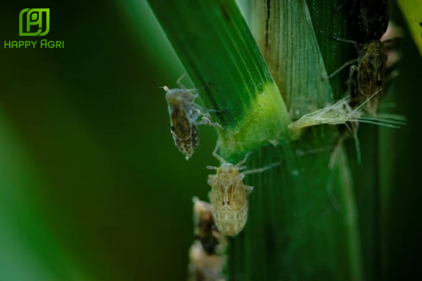 Bản chất của cơ chế lưu dẫn hai chiều là gì?