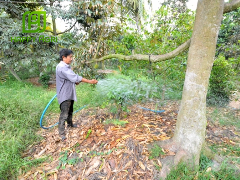 Quản lý nước và phòng trừ sâu bệnh