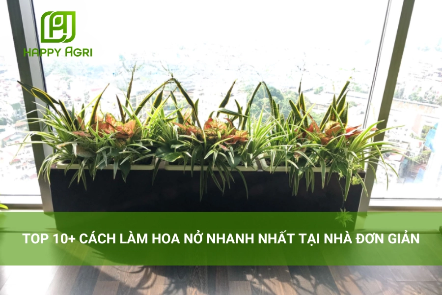 Top 10+ Cách Làm Hoa Nở Nhanh Nhất Tại Nhà Đơn Giản