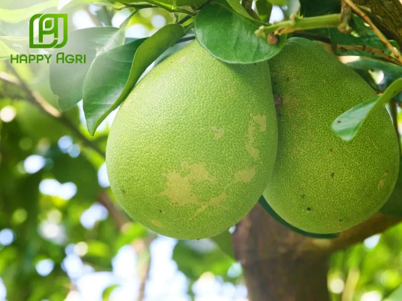 Dùng cho cây ăn trái và cây công nghiệp