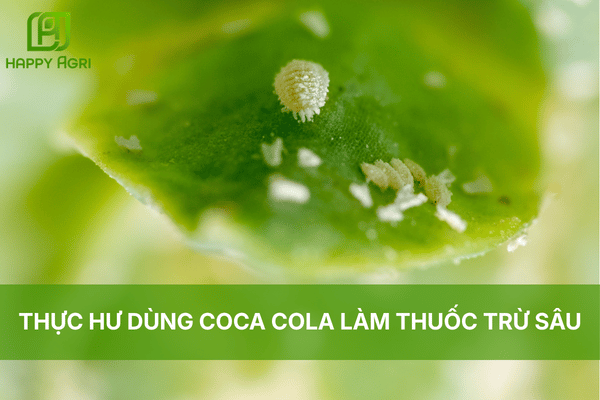 THỰC HƯ DÙNG COCA COLA LÀM THUỐC TRỪ SÂU