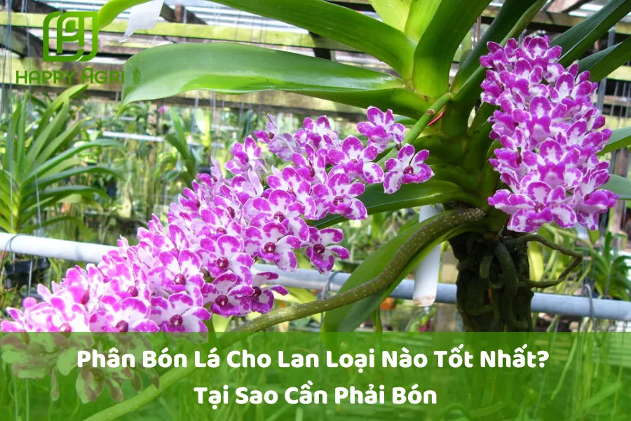 #Phân Bón Lá Cho Lan Loại Nào Tốt Nhất? Tại Sao Cần Phải Bón