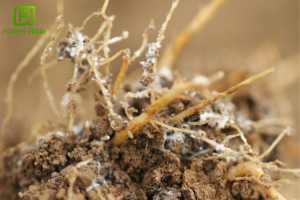 Cách nhận biết rệp sáp rễ qua các dấu hiệu điển hình