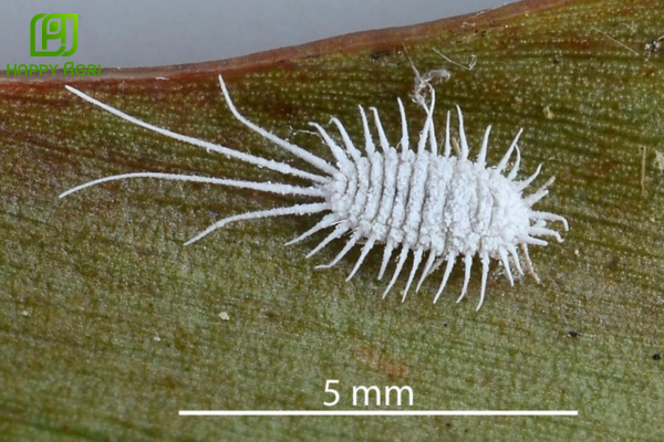 Rệp sáp là gì? "Kẻ hút máu" thầm lặng trên cây sầu riêng