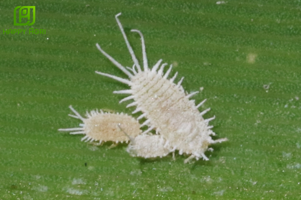 Rệp sáp là gì? Khái niệm về loài côn trùng "mặc áo sáp"