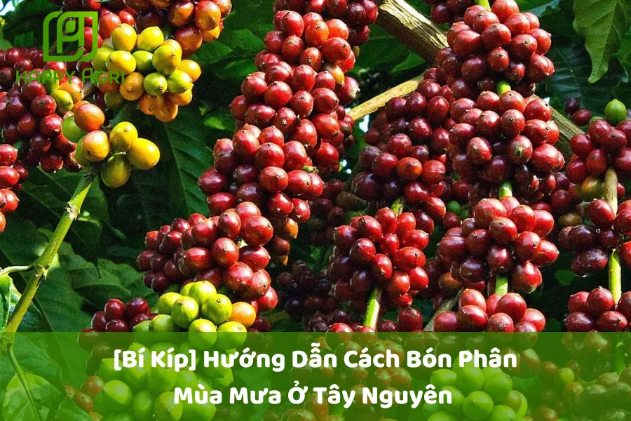 #[Bí Kíp] Hướng Dẫn Cách Bón Phân Mùa Mưa Ở Tây Nguyên 