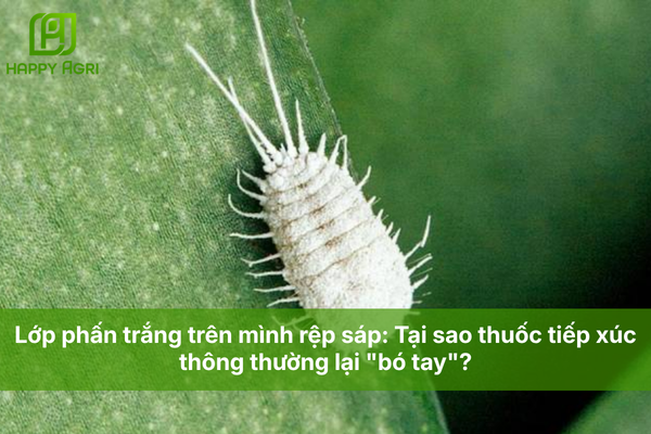 Lớp phấn trắng trên mình rệp sáp: Tại sao thuốc tiếp xúc thông thường lại "bó tay"?