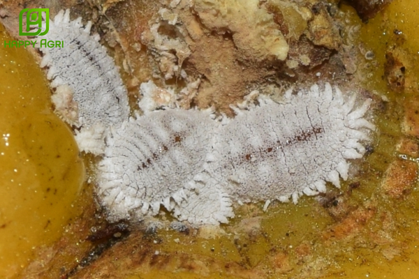 Giải mã lý do rệp sáp hại sầu riêng tập trung tại cuống trái