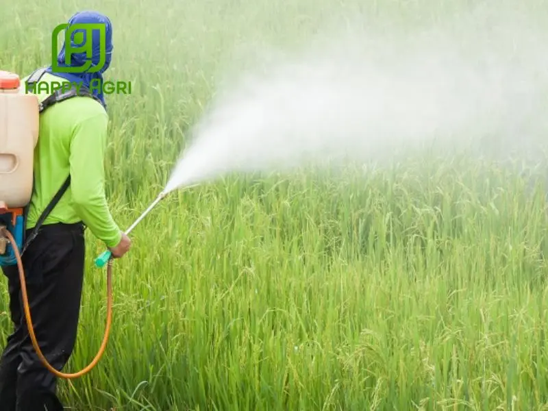 Cách bảo quản thuốc trừ bệnh Mancozeb đúng cách