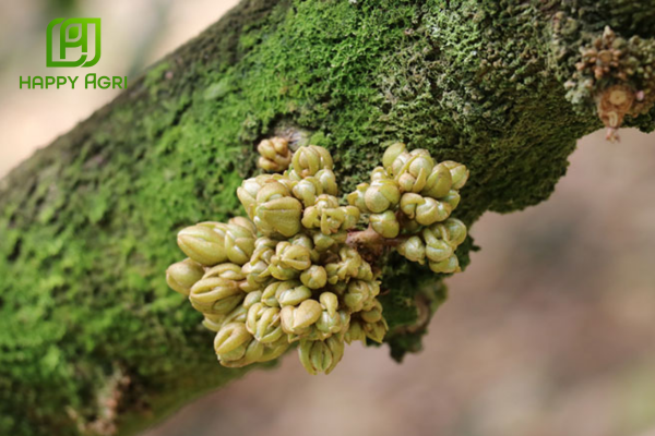 Công dụng Phân bón lá NK hữu cơ ABC Kahubo - Rước Mắt Cua