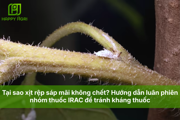 Tại sao xịt rệp sáp mãi không chết? Hướng dẫn luân phiên nhóm thuốc IRAC để tránh kháng thuốc