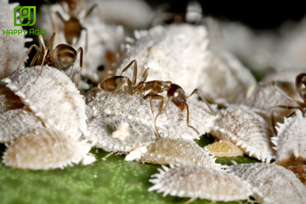 Tìm hiểu về rệp sáp và liên minh sinh tồn "Rệp - Kiến"