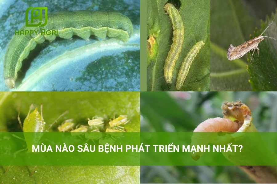 # Bạn Có Biết Mùa Nào Sâu Bệnh Phát Triển Mạnh Nhất? 