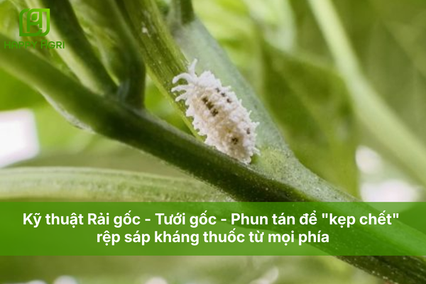 Kỹ thuật Rải gốc - Tưới gốc - Phun tán để "kẹp chết" rệp sáp kháng thuốc từ mọi phía