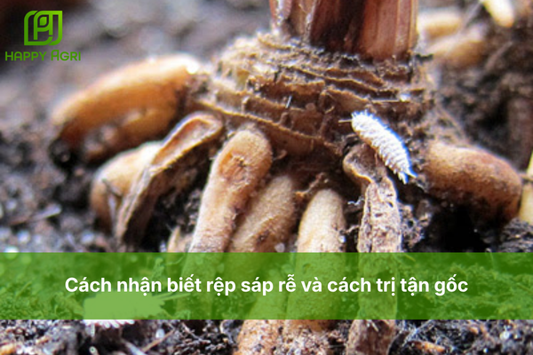 Cách nhận biết rệp sáp rễ và cách trị tận gốc