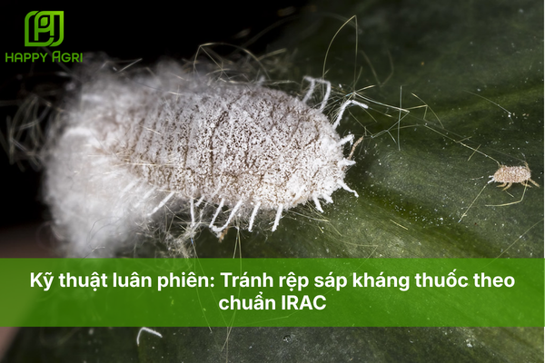 Kỹ thuật luân phiên: Tránh rệp sáp kháng thuốc theo chuẩn IRAC