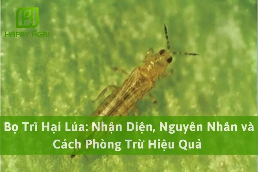Bọ Trĩ Hại Lúa: Nhận Diện, Nguyên Nhân và Cách Phòng Trừ Hiệu Quả 
