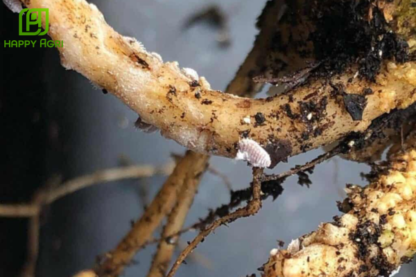 Câu hỏi thường gặp