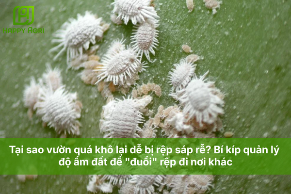 Tại sao vườn quá khô lại dễ bị rệp sáp rễ? Bí kíp quản lý độ ẩm đất để "đuổi" rệp đi nơi khác