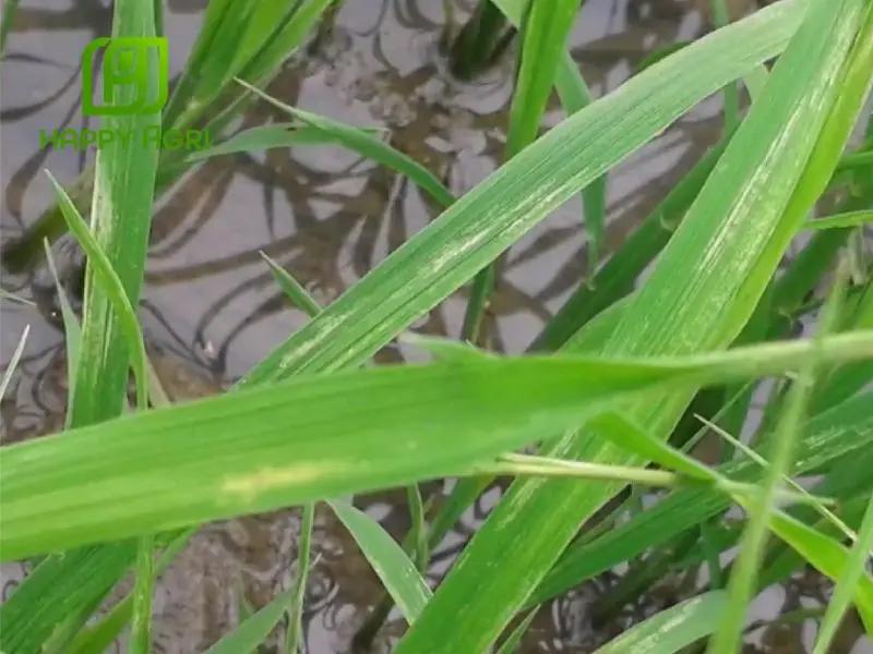 bọ trĩ hại lúa