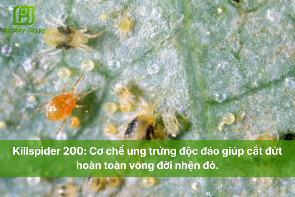 Killspider 200: Cơ chế ung trứng độc đáo giúp cắt đứt hoàn toàn vòng đời nhện đỏ.